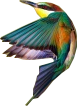 bird